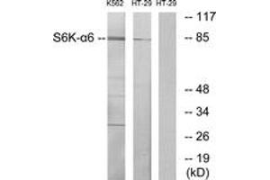 Western blot analysis of extracts from K562/HT-29 cells, using S6K-alpha6 Antibody. (RPS6KA6 抗体  (AA 661-710))