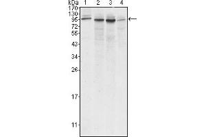 Western blot analysis using Calnexin mouse mAb against A431 (1), Hela (2), MCF-7 (3) and A549 (4) cell lysate. (Calnexin 抗体)