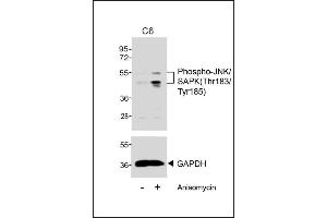 Western blot analysis of extracts from C6 cells, untreated or treated with anisomycin (25 μg/mL), using Phospho-JNK/SK(Thr183/Tyr185) (upper) or GDH (lower). (Basket 抗体  (pThr183, pTyr185))