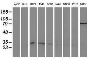 Image no. 2 for anti-Nonhomologous End-Joining Factor 1 (NHEJ1) antibody (ABIN1499731) (NHEJ1 抗体)