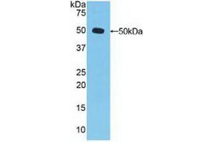 Western blot analysis of recombinant Human DVL3. (DVL3 抗体  (AA 545-716))