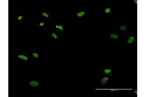 Immunofluorescence (IF) image for anti-Zinc Finger Protein 287 (ZNF287) (AA 231-330) antibody (ABIN528153)