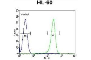 Fllow cytometric analysis of HL-60 cells using OR2W3 Antibody (C-term) Cat. (OR2W3 抗体  (C-Term))