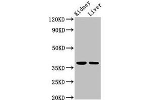 Western Blot Positive WB detected in: Rat kidney tissue, Mouse liver tissue All lanes: TAF8 antibody at 2. (TAF8 抗体  (AA 122-311))