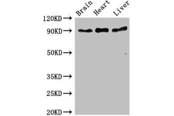 MSK1 Antikörper  (AA 224-367)