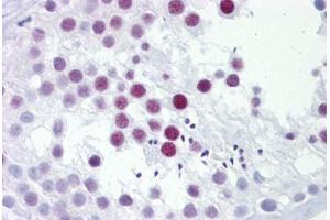 Anti-PHOX2A antibody IHC staining of human testis. (PHOX2A 抗体  (AA 72-121))