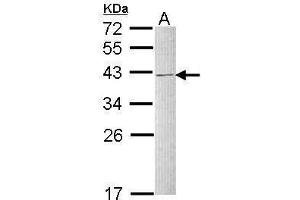WB Image Sample (30 ug of whole cell lysate) A: Raji 12% SDS PAGE antibody diluted at 1:1000 (HNRNPC 抗体)