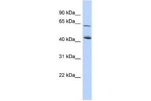 Western Blotting (WB) image for anti-NAD Kinase 2, Mitochondrial (NADK2) antibody (ABIN2459632) (NADK2 抗体)
