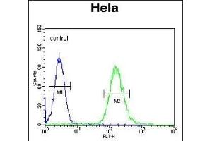 CLTC Antibody (Center) (ABIN652092 and ABIN2840545) flow cytometric analysis of Hela cells (right histogram) compared to a negative control cell (left histogram). (Clathrin Heavy Chain (CLTC) (AA 1019-1048) 抗体)