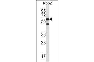Western blot analysis in K562 cell line lysates (35ug/lane). (CCT8 抗体  (C-Term))