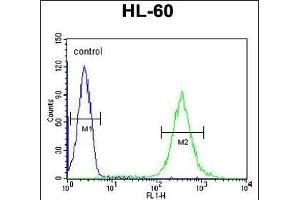 GDA Antibody (N-term) (ABIN653665 and ABIN2842999) flow cytometric analysis of HL-60 cells (right histogram) compared to a negative control cell (left histogram). (GDA 抗体  (N-Term))