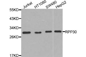 Western blot analysis of extracts of various cell lines, using RPP30 antibody. (RPP30 抗体)