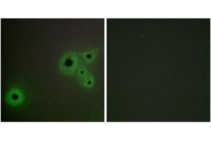 Immunofluorescence (IF) image for anti-Mediator Complex Subunit 23 (MED23) (AA 1-50) antibody (ABIN2889807) (MED23 抗体  (AA 1-50))