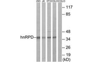 Western blot analysis of extracts from 293/Jurkat/3T3/COLO205 cells, using hnRPD (Ab-83) Antibody. (HNRNPD/AUF1 抗体  (AA 49-98))