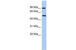 Image no. 1 for anti-Protein Arginine Methyltransferase 7 (PRMT7) (N-Term) antibody (ABIN6742956) (PRMT7 抗体  (N-Term))