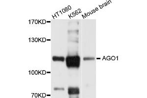 Western blot analysis of extracts of various cell lines, using AGO1 antibody (ABIN1877051) at 1:1000 dilution. (AGO1 抗体)