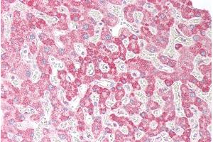 Immunohistochemistry (IHC) image for anti-Oxysterol Binding Protein-Like 5 (OSBPL5) (N-Term) antibody (ABIN190918)