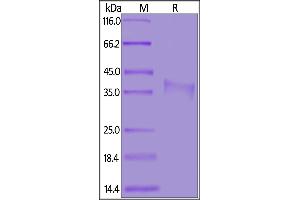 Biotinylated Mouse CD8 alpha, His,Avitag on  under reducing (R) condition.