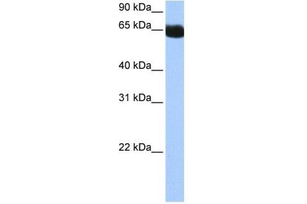 NSUN6 抗体  (N-Term)