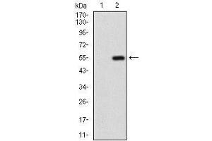 Western Blotting (WB) image for anti-gamma-aminobutyric Acid (GABA) B Receptor, 2 (GABBR2) (AA 319-483) antibody (ABIN1724937)