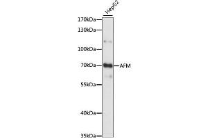 Western blot analysis of extracts of HepG2 cells, using AFM antibody (ABIN7265511) at 1:1000 dilution. (Afamin 抗体  (AA 260-599))