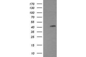 Image no. 1 for anti-Epidermal Growth Factor Receptor (EGFR) antibody (ABIN1497964) (EGFR 抗体)