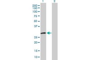 Western Blot analysis of DENR expression in transfected 293T cell line by DENR MaxPab polyclonal antibody. (Density Regulated Protein 抗体  (AA 1-198))