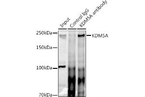 Immunoprecipitation analysis of 300 μg extracts of HeLa cells using 3 μg KDM5A antibody (ABIN6131816, ABIN6142800, ABIN6142801 and ABIN6223074). (KDM5A 抗体)