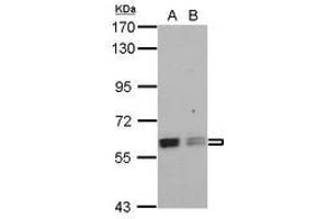 Image no. 1 for anti-Polypyrimidine Tract Binding Protein 3 (PTBP3) (AA 285-552) antibody (ABIN1500731) (PTBP3 抗体  (AA 285-552))