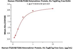 Immobilized Human Fibronectin at 10 μg/mL (100 μL/well) can bind Human ITGAV&ITGB6 Heterodimer Protein, His Tag&Tag Free (ABIN2870664,ABIN2870665) with a linear range of 0. (ITGAV/ITGB6 Protein (AA 31-992) (His tag))