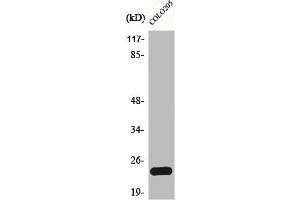 Western Blot analysis of COLO205 cells using Bcl-w Polyclonal Antibody (BCL2L2 抗体  (C-Term))