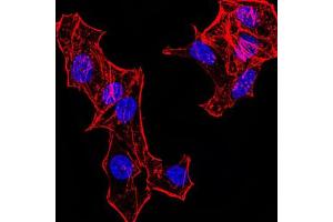 Immunofluorescence analysis of HeLa cells. (Histone Cluster 2, H4a (HIST2H4A) (meLys20) 抗体)