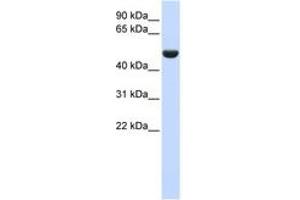 Image no. 1 for anti-CD36 (CD36) (AA 36-85) antibody (ABIN6743467) (CD36 抗体  (AA 36-85))