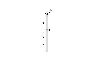 Anti-TGOLN2 Antibody (C-term) at 1:1000 dilution + MCF-7 whole cell lysate Lysates/proteins at 20 μg per lane. (TGOLN2 抗体  (C-Term))