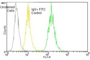 Flow cytometry analysis of 106 Jurkat cells stained using HSP70/HSP72, mAb (C92F3A-5) (FITC conjugate) at a concentration of 50 μg/mL. (HSP70 抗体  (FITC))