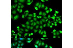 Immunofluorescence analysis of A549 cells using MAPKAPK3 Polyclonal Antibody (MAPKAP Kinase 3 抗体)