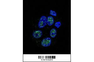 Confocal immunofluorescent analysis of eNos Antibody (S1177) with HepG2 cell followed by Alexa Fluor 488-conjugated goat anti-rabbit lgG (green). (ENOS 抗体  (AA 1156-1183))