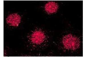 Immunocytochemistry/Immunofluorescence analysis using Mouse Anti-FKBP52 Monoclonal Antibody, Clone Hi52C . (FKBP4 抗体  (PerCP))