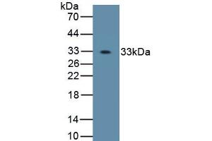 Detection of Recombinant OSX, Human using Polyclonal Antibody to Osterix (OSX) (SP7 抗体  (AA 19-288))