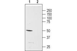 Neuropeptide Y Receptor Y5 (NPY5R) peptide