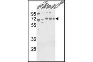 Western blot analysis using Autophagy APG16L Antibody (C-term) in NIH-3T3, HepG2, Hela, Jurkat and NCI-H460 cell line lysates (35 µg/lane). (ATG16L1 抗体  (C-Term))