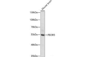 Western blot analysis of extracts of Mouse brain using PIK3R3 Polyclonal Antibody at dilution of 1:1000. (PIK3R3 抗体)
