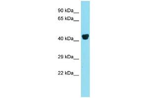 Host: Rabbit  Target Name: Preb  Sample Tissue: Mouse Liver lysates  Antibody Dilution: 1. (PREB 抗体  (N-Term))