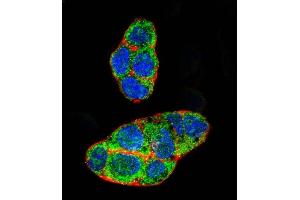 Confocal immunofluorescent analysis of NR1I2 Antibody (Center) (ABIN652618 and ABIN2842413) with HepG2 cell followed by Alexa Fluor 488-conjugated goat anti-rabbit lgG (green). (NR1I2 抗体  (AA 100-127))