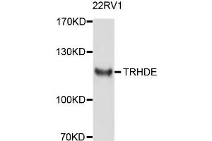 Western blot analysis of extract of 22RV1 cells, using TRHDE antibody. (TRHDE 抗体)