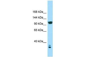 Western Blotting (WB) image for anti-Calcium Channel, Voltage-Dependent, alpha 2/delta Subunit 2 (CACNA2D2) (C-Term) antibody (ABIN2789908)
