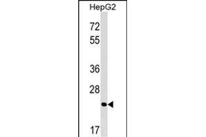 MRTO4 Antibody (N-term) (ABIN1539395 and ABIN2849177) western blot analysis in HepG2 cell line lysates (35 μg/lane). (C1orf33 抗体  (N-Term))