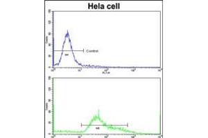 Flow cytometric analysis of hela cells using STRAP Antibody (bottom histogram) compared to a negative control cell (top histogram)FITC-conjugated goat-anti-rabbit secondary antibodies were used for the analysis. (STRAP 抗体  (C-Term))