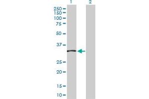 Western Blot analysis of TCEA2 expression in transfected 293T cell line by TCEA2 MaxPab polyclonal antibody. (TCEA2 抗体  (AA 1-299))