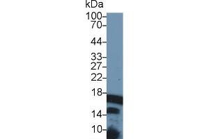Western Blotting (WB) image for anti-Histone Cluster 2, H3a (HIST2H3A) (AA 1-136) antibody (ABIN7439000)
